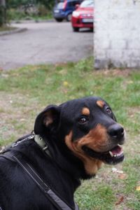 Ротвейлер безкоштовно