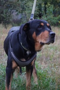 Ротвейлер безкоштовно