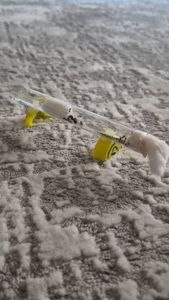 Муравьи вид Мессор структор