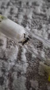 Муравьи вид Мессор структор