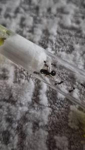 Муравьи вид Мессор структор