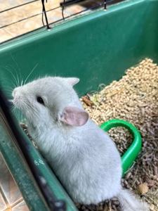 Шиншила хлопчики та дівчатка сірі, білі, бежеві, шоколадні