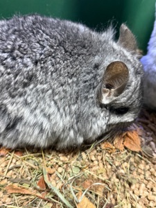 Шиншила хлопчики сірі, бежеві, шоколадні