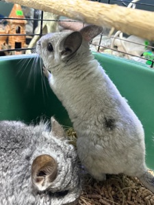 Шиншила хлопчики та дівчатка сірі, білі, бежеві, шоколадні