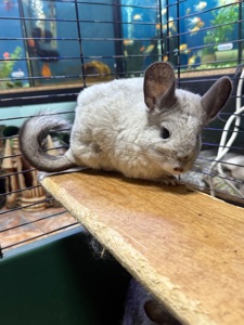 Шиншила хлопчики та дівчатка сірі, білі, бежеві, шоколадні