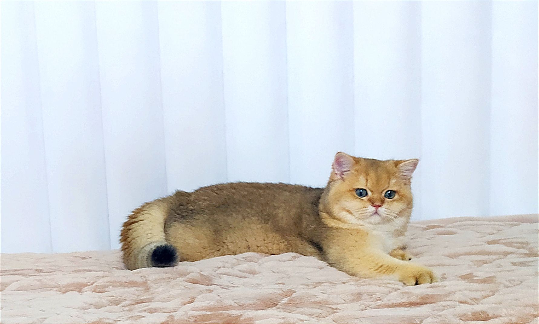 Британська золота шиншилла