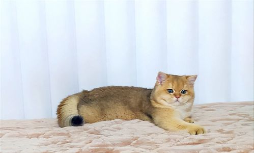 Британська золота шиншилла