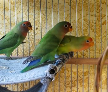 Молоденькие птенцы - Фишера и розовощекие