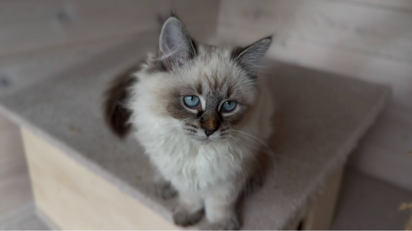 Кішка невська маскарадна