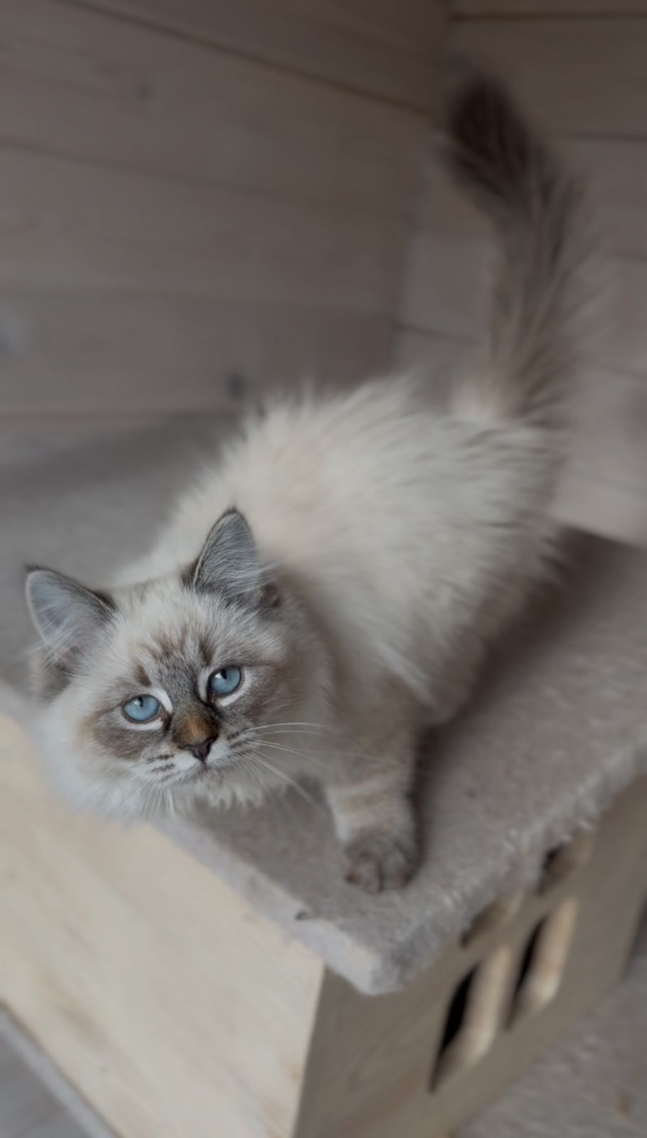 Кішка невська маскарадна