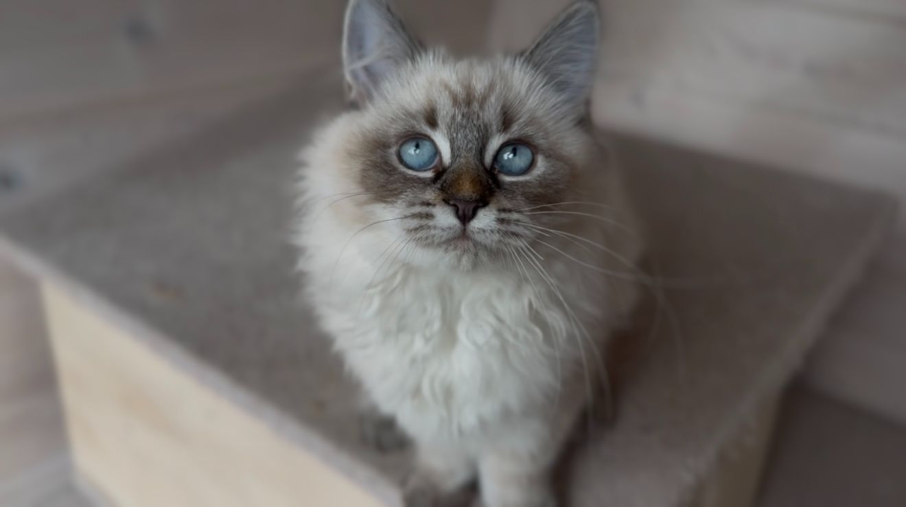 Кішка невська маскарадна