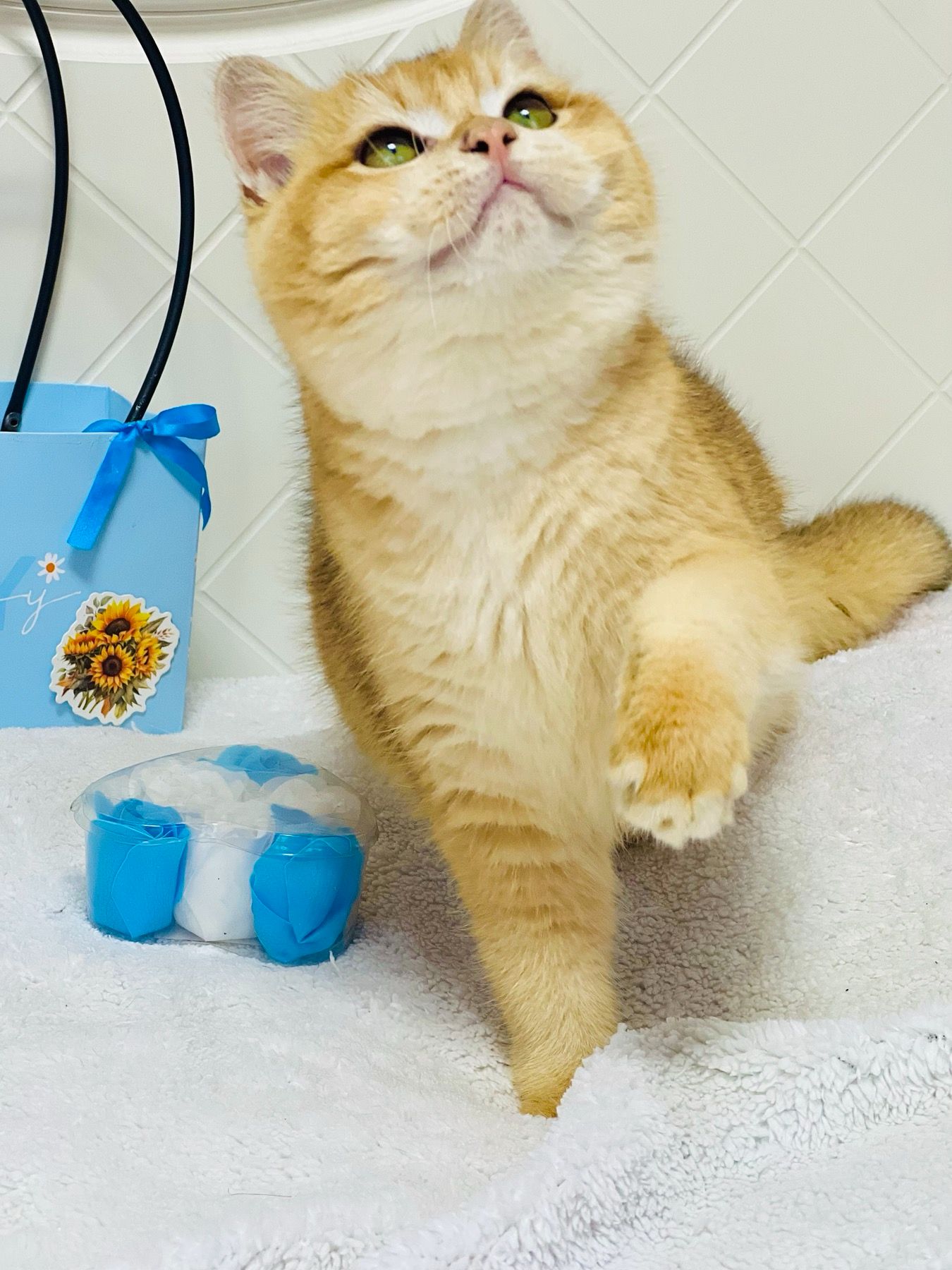 Британська золота шиншилла