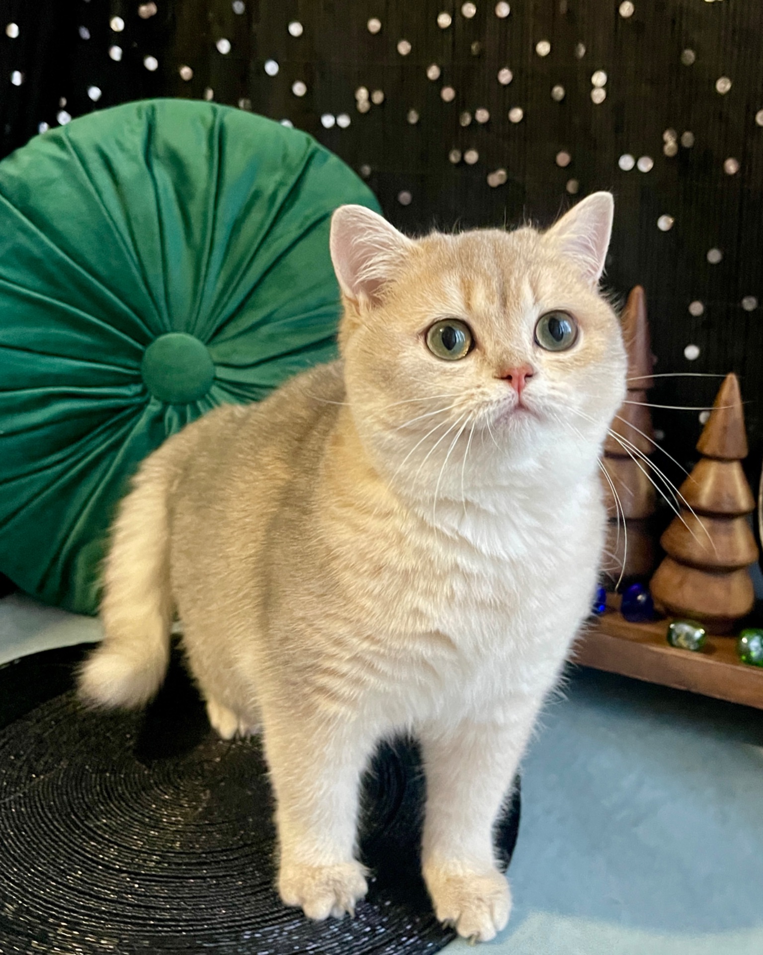 Британский котёнок