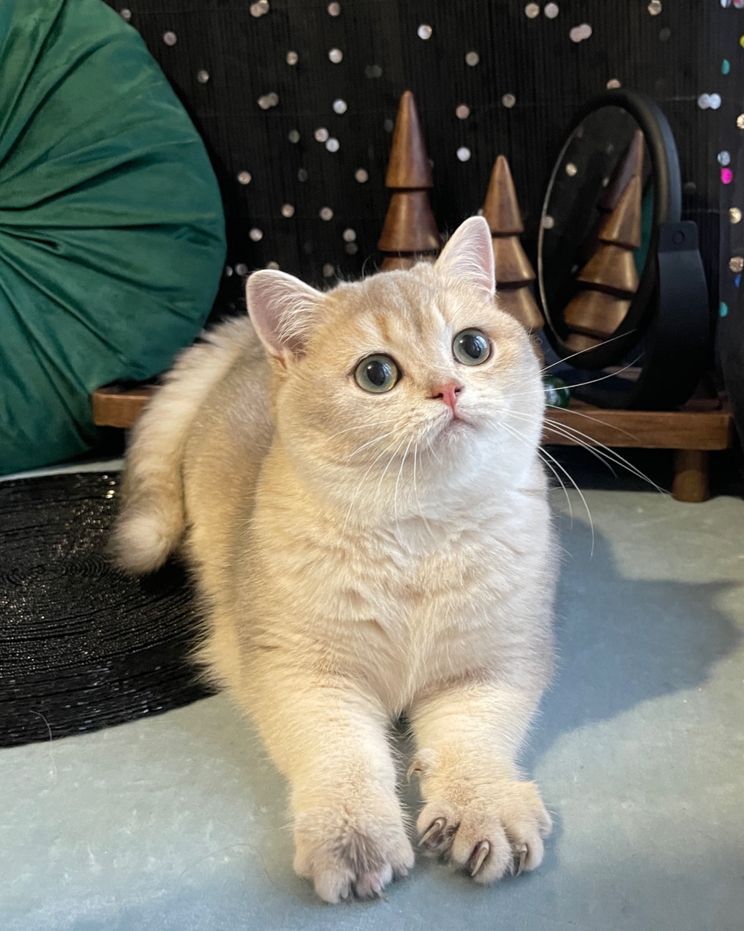 Британский котёнок