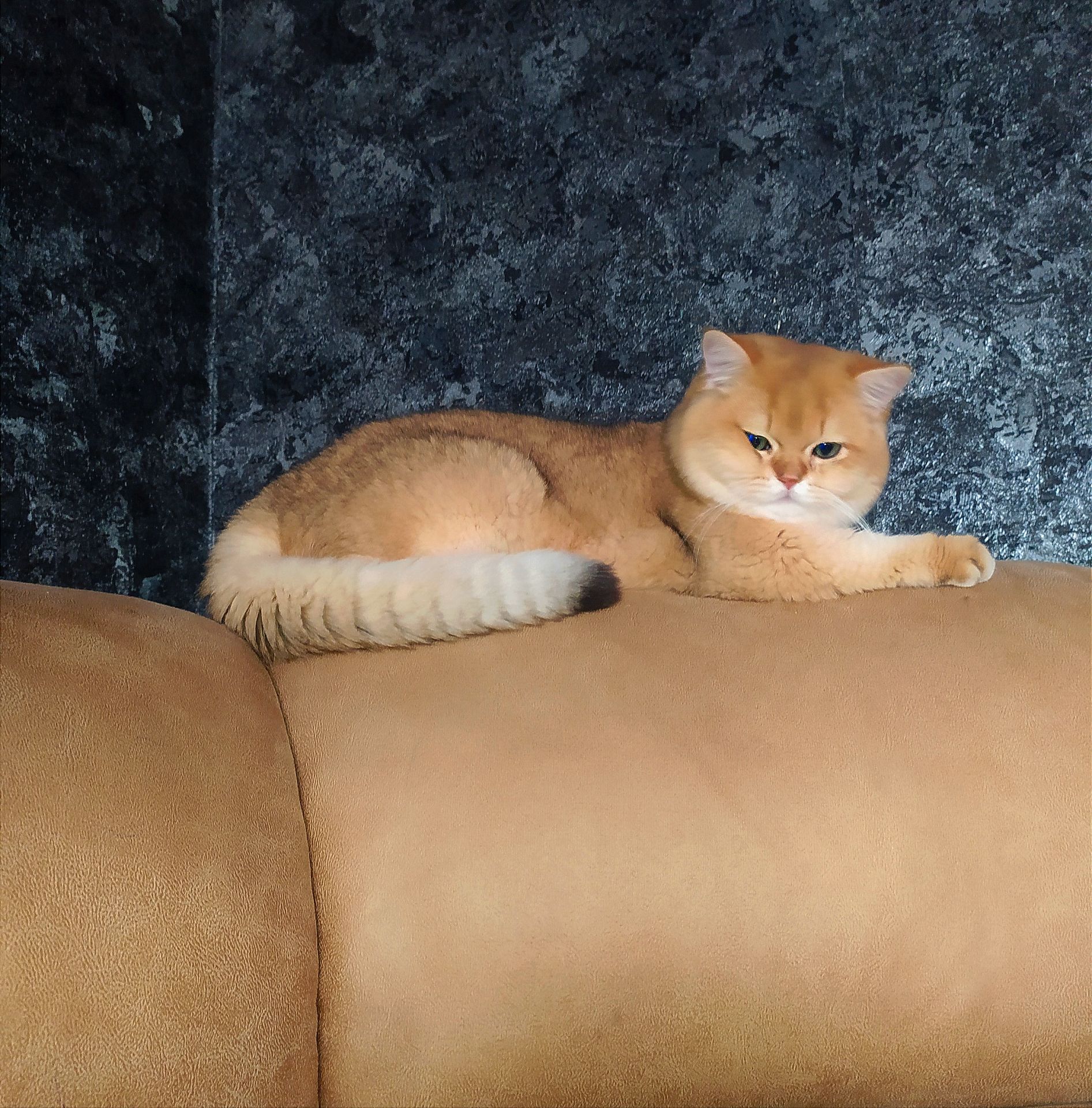 Британська золота шиншилла