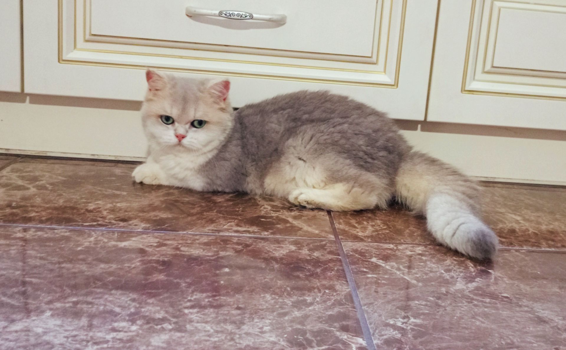 Британська золота шиншилла