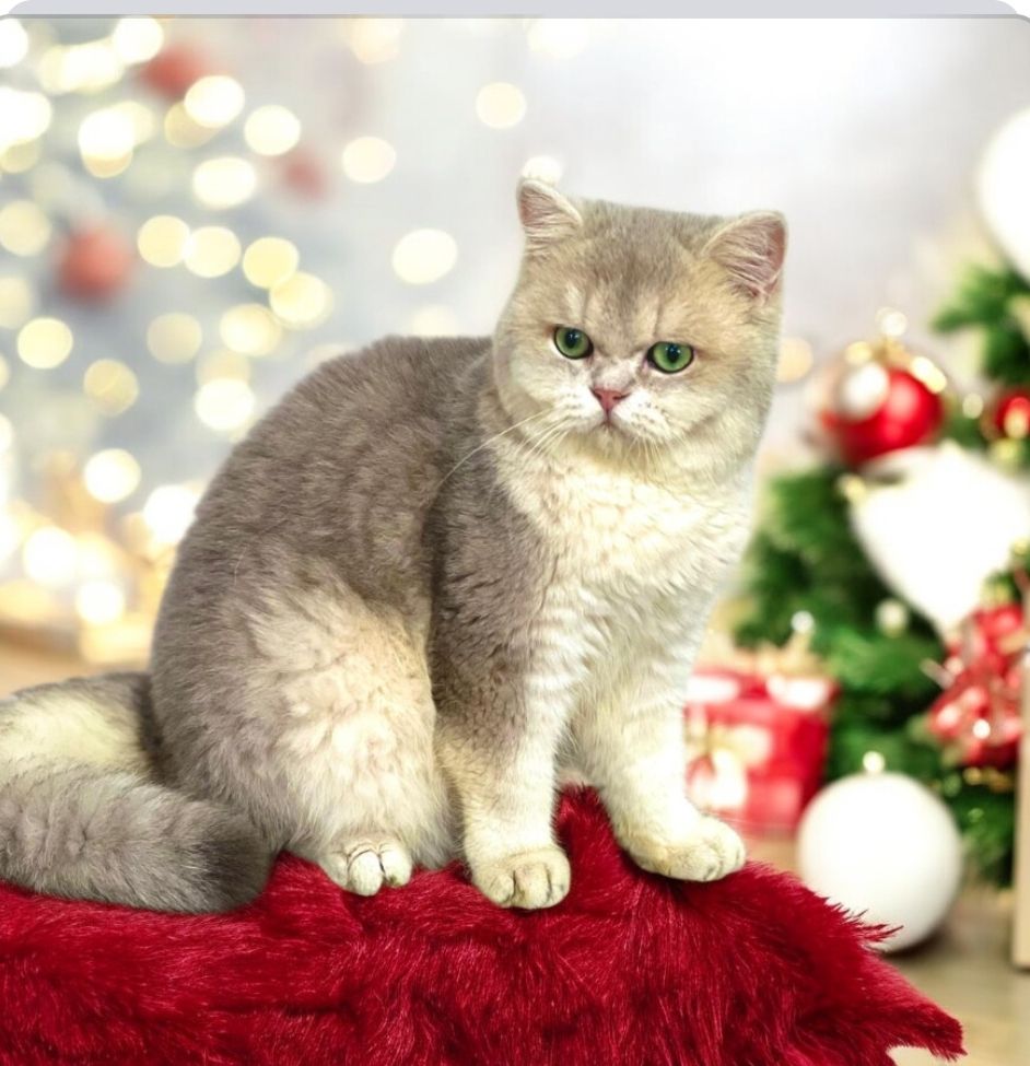 Британська золота шиншилла