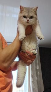 Британська золота шиншилла