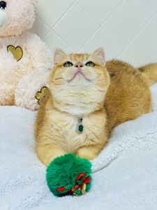 Британська золота шиншилла