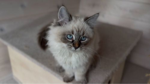 Кішка невська маскарадна