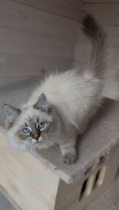 Кішка невська маскарадна