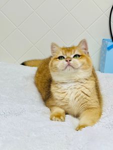 Британська золота шиншилла