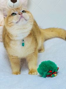 Британська золота шиншилла