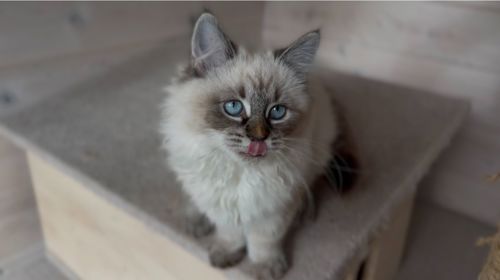 Кішка невська маскарадна