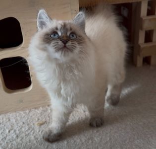 Кішка невська маскарадна