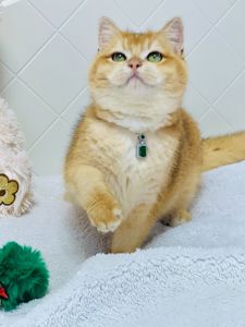 Британська золота шиншилла