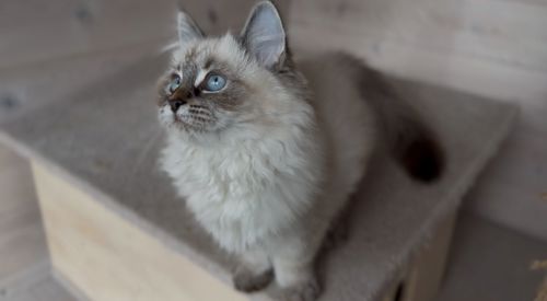 Кішка невська маскарадна