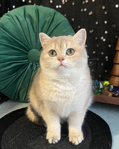 Британский котёнок