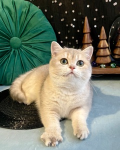 Британский котёнок