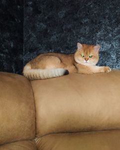 Британська золота шиншилла