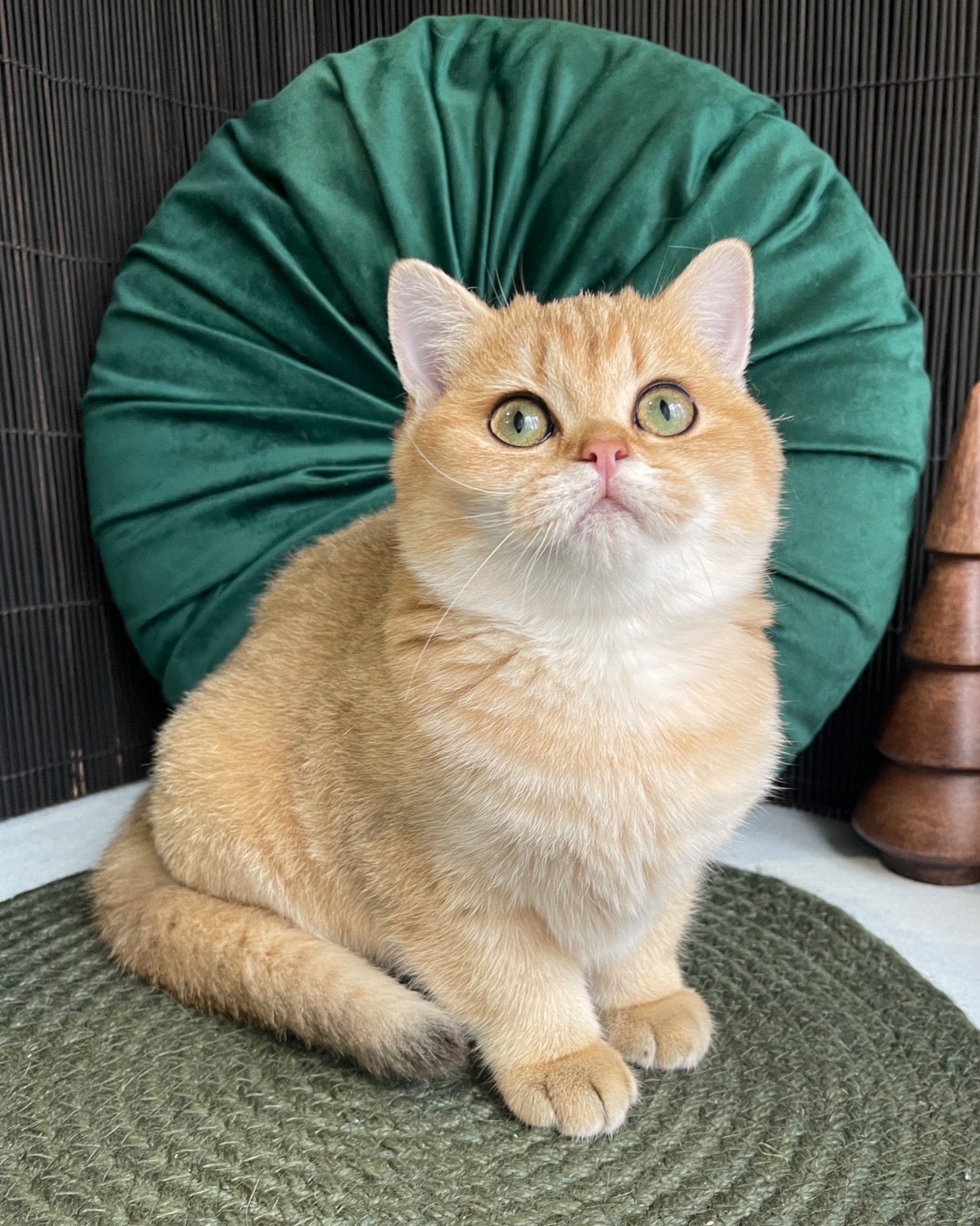 Британский котёнок