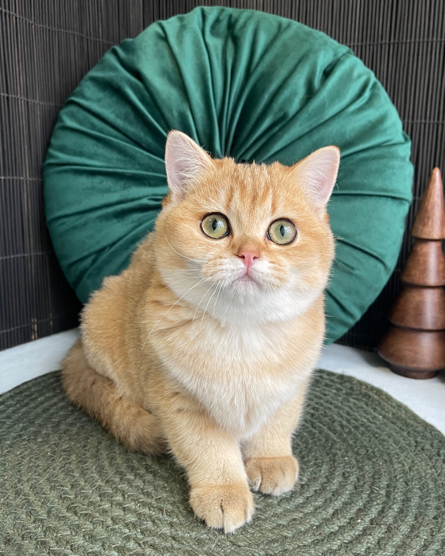 Британский котёнок