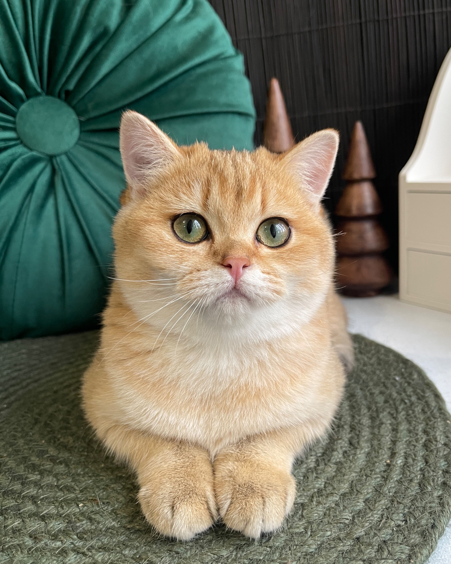 Британский котёнок