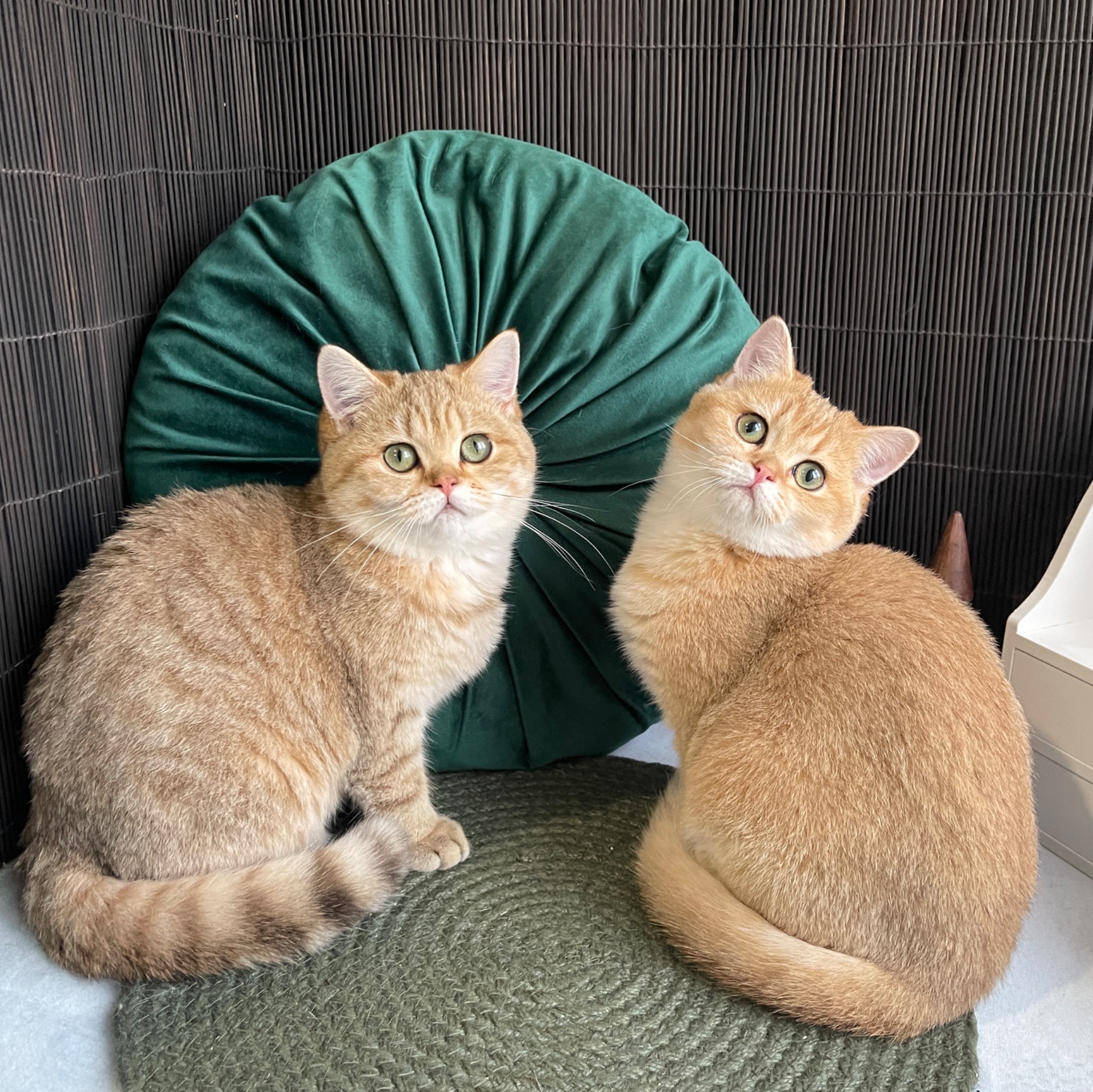 Британськи кошенята