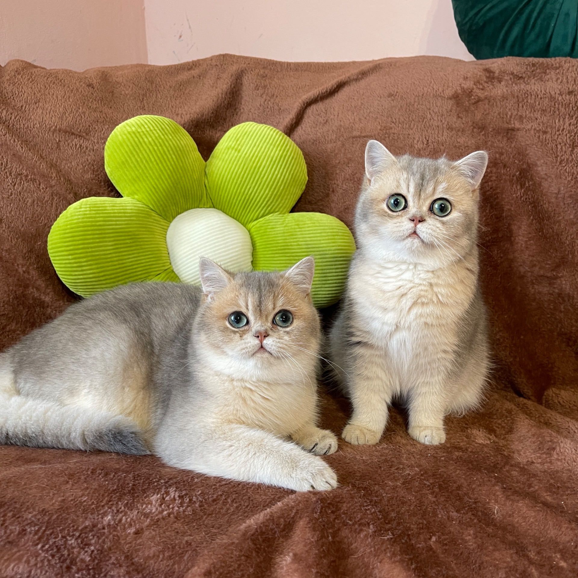 Британськи кошенята