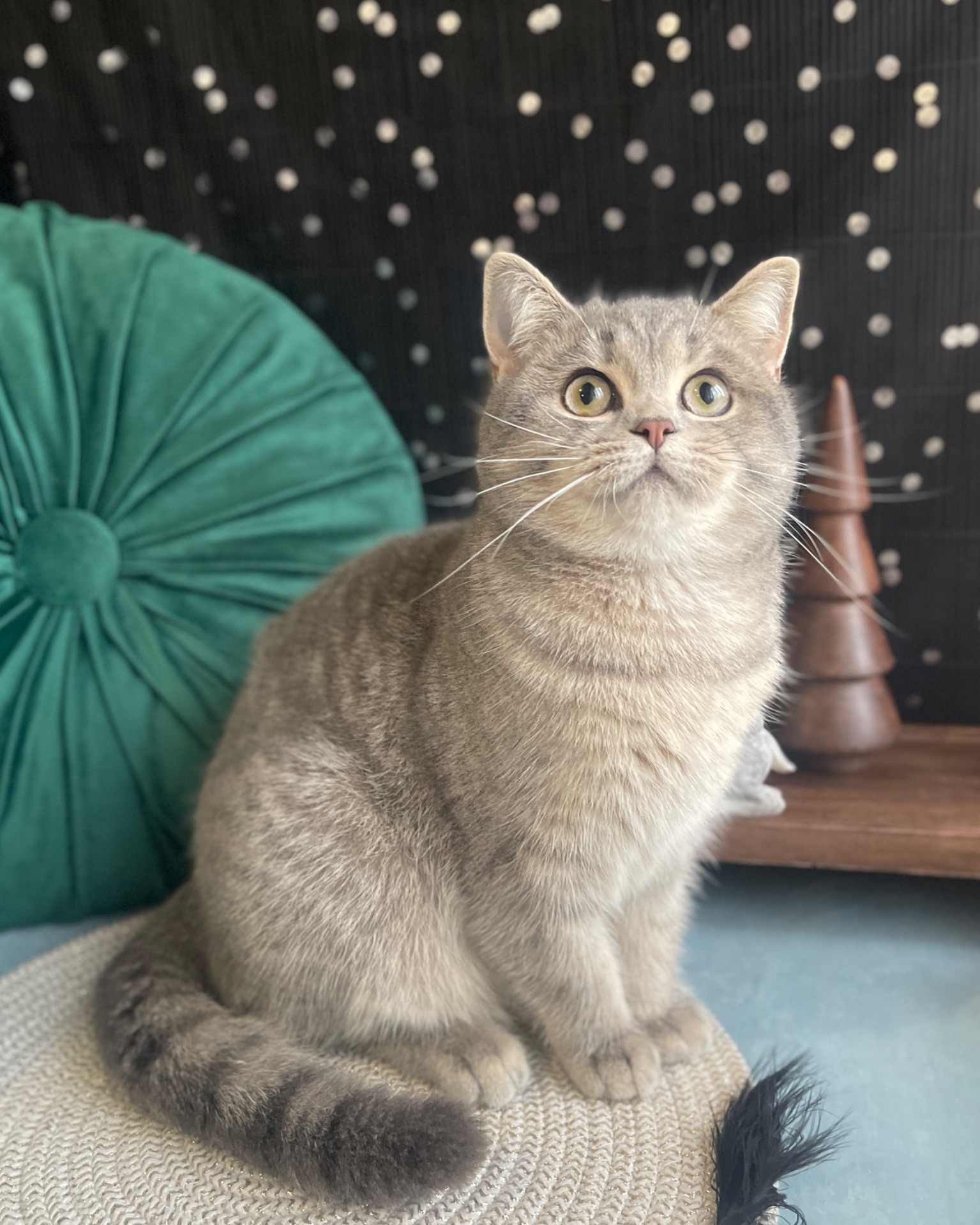 Шотландская кисуня