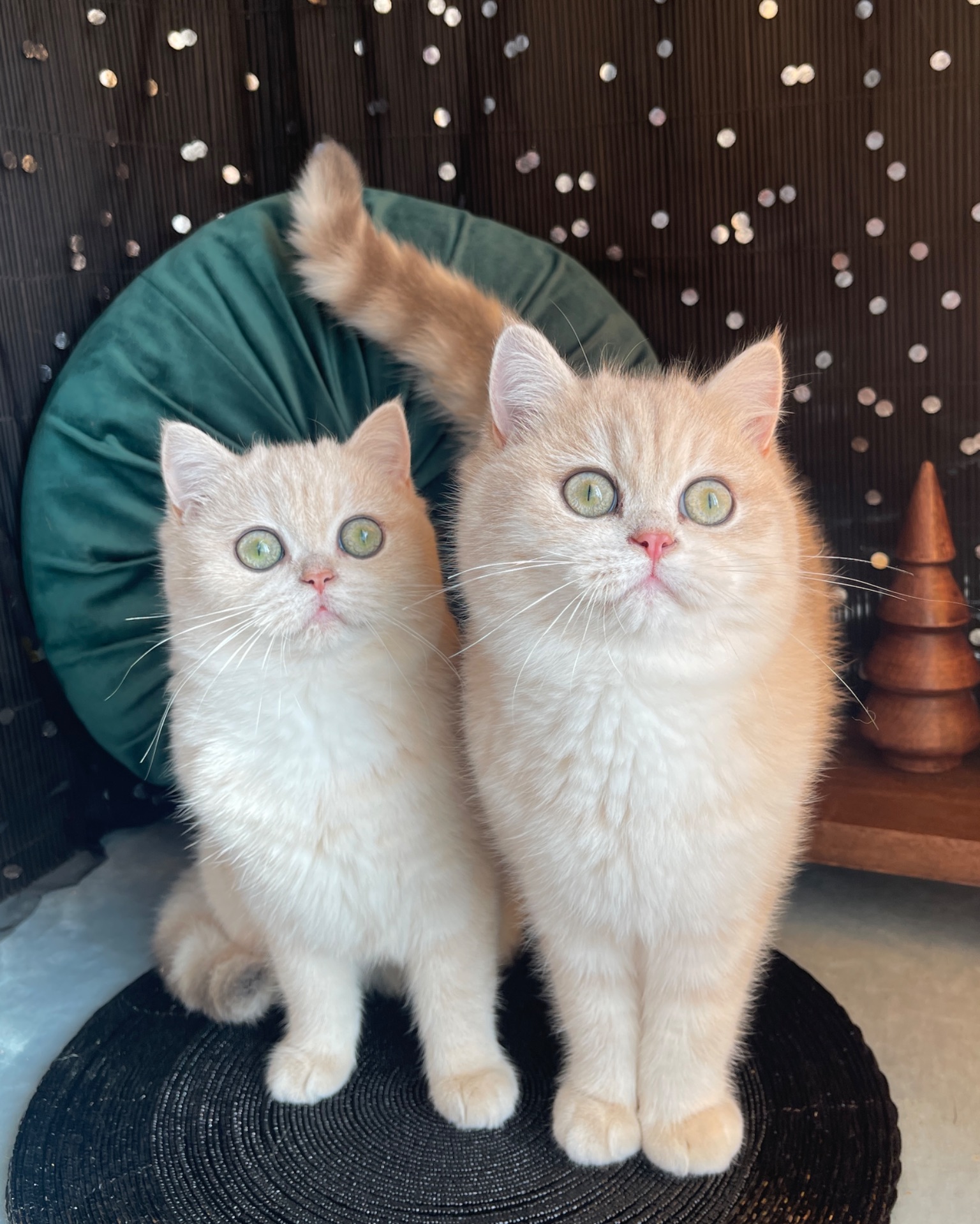 Британськи кошенята