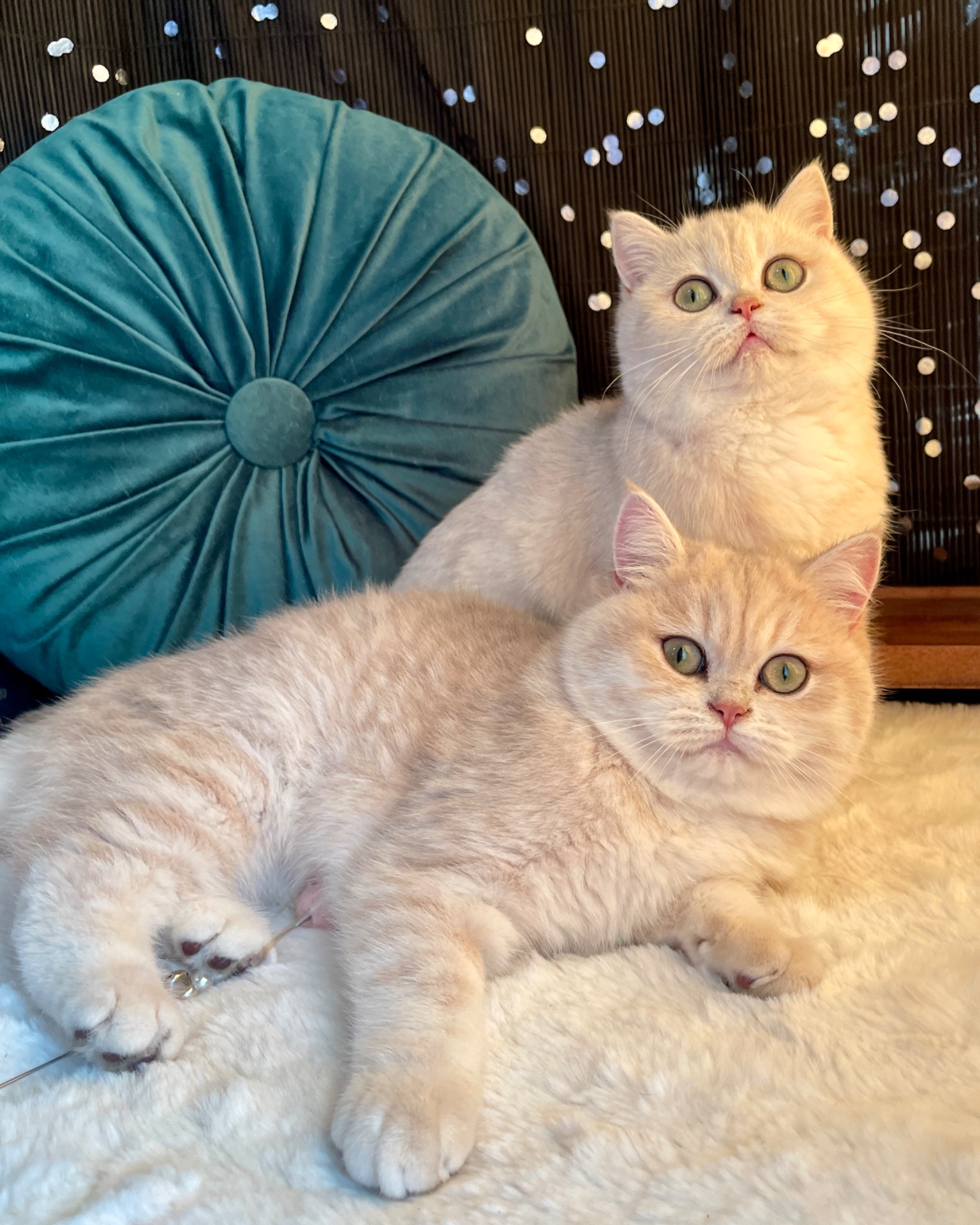 Британськи кошенята