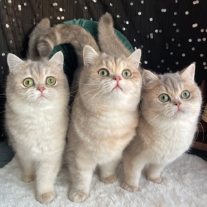 Британськи кошенята