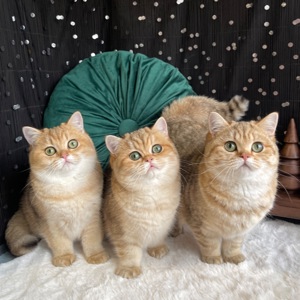 Британськи кошенята