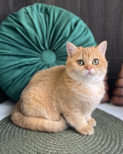 Британский котёнок