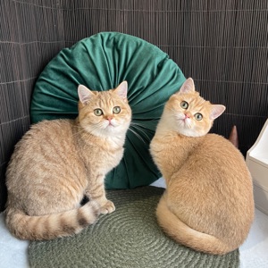 Британськи кошенята