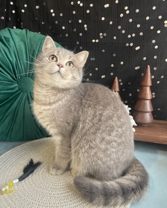 Шотландская кисуня