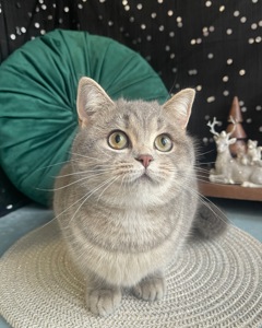 Шотландская кисуня