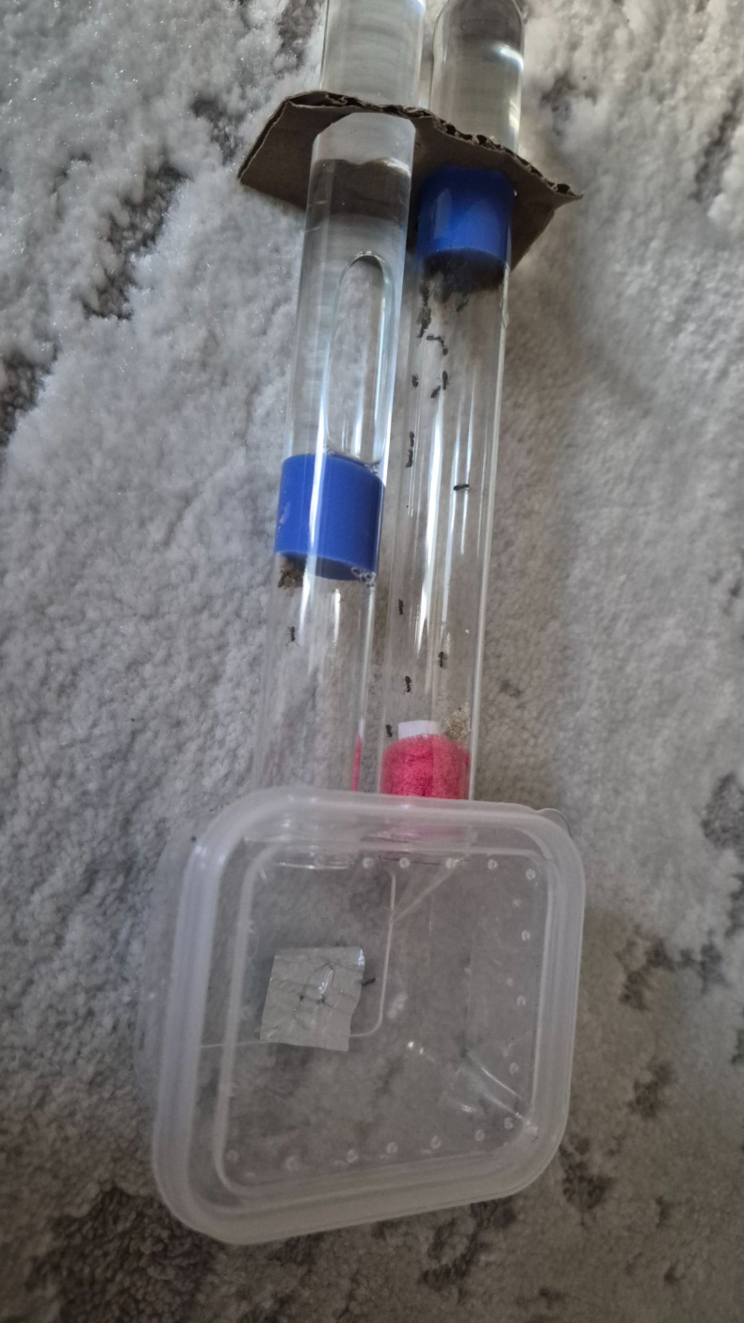 Муравьи lasius nager