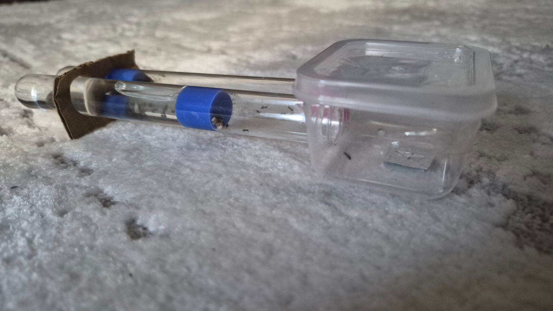 Муравьи lasius nager